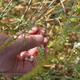 Image for article titled Plant comes up with a new chemical weapon in the war against mice